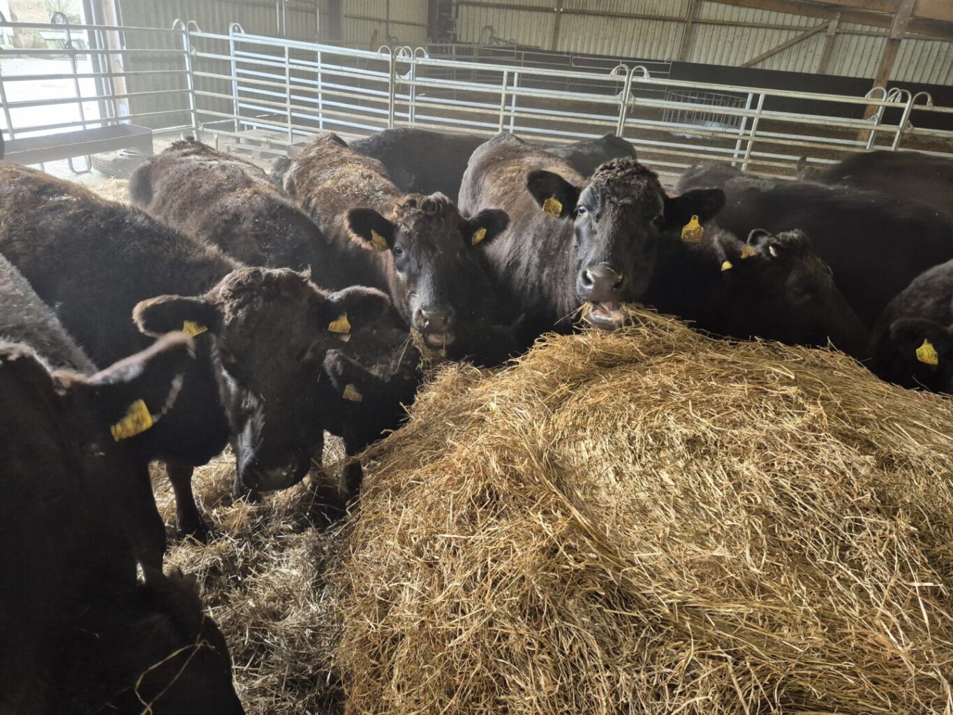 Wagyu Rinder bei der Fütterung
