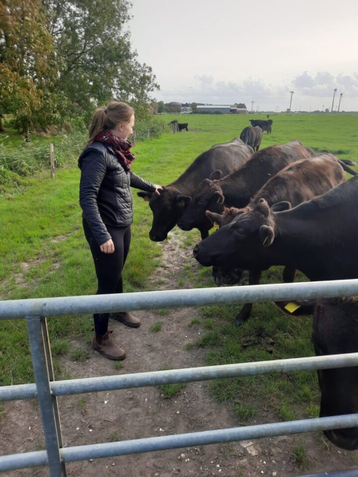 Frau Borwieck interagiert mit den Wagyurindern